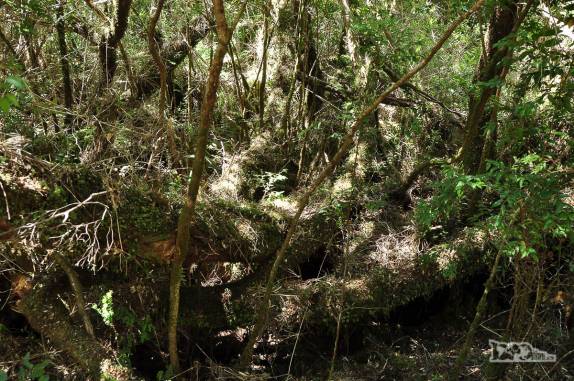 A densa mata nativa do Parque Nacional Chiloé, na costa oeste da ilha, no sul do Chile